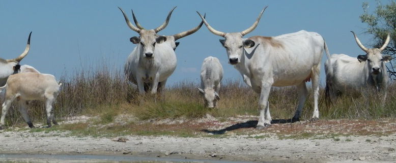 Ez az őshonos magyar állat jámbornak tűnik, de az embert is képes megölni