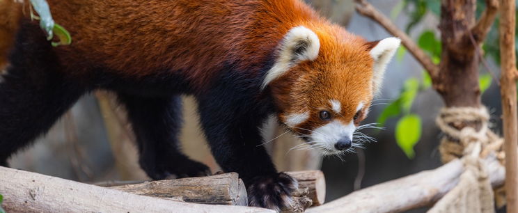 Napi cuki: tenyérből majszoló vörös pandák a budapesti állatkertben