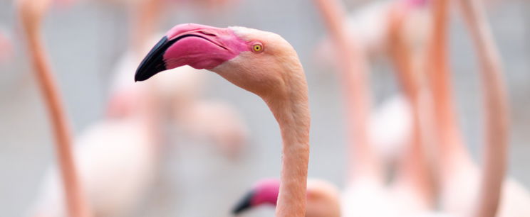 A rózsaszín elvileg nem is létezik, akkor miért látjuk annak a flamingókat?