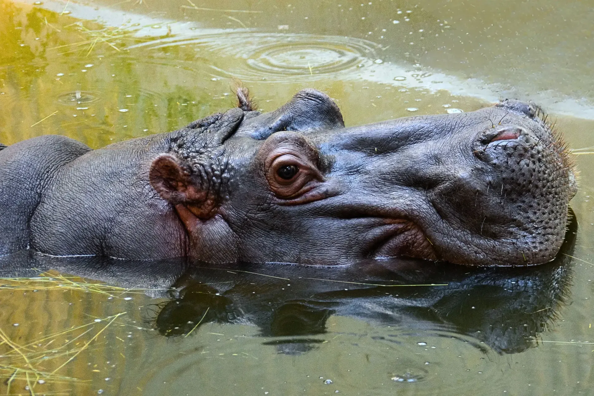 Labda miatt fulladt meg a fővárosi állatkert vízilova, egy látogató borral itatta az állatot